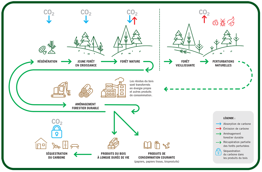 diagramme du cycle du carbone forestier
